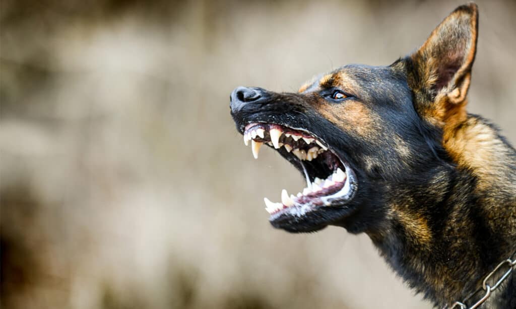 are german shepherd dogs aggressive