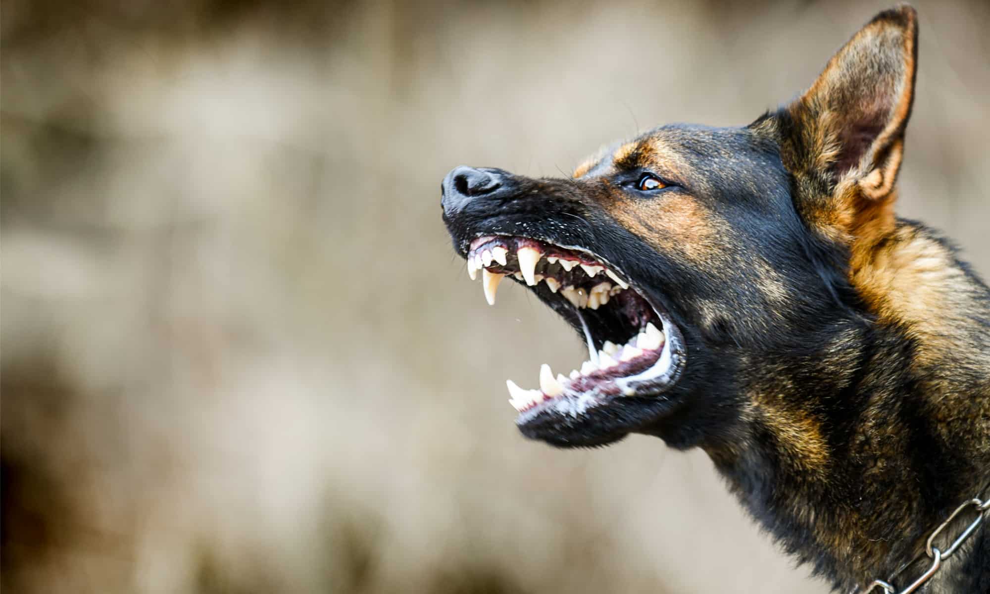 Aggressive German Shepherd displaying its teeth