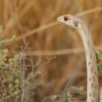 Chinese false cobra