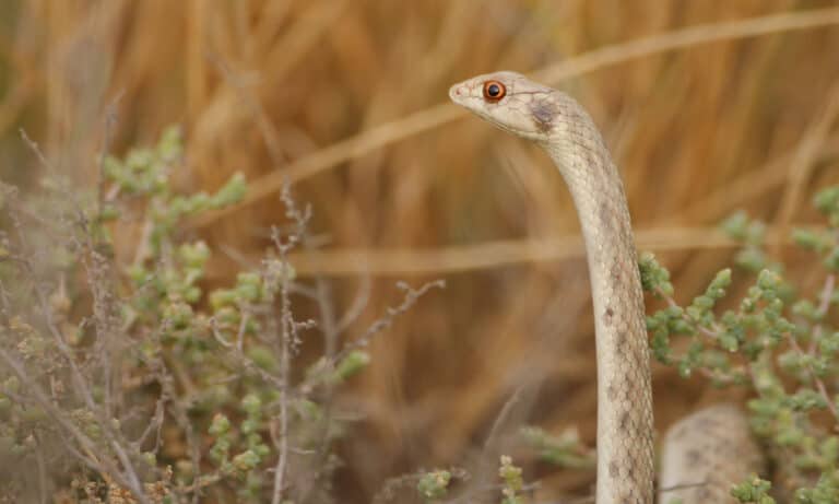 False Cobra