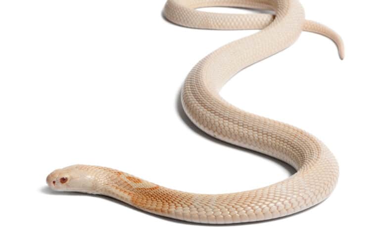 An albino monocled cobra on a white background