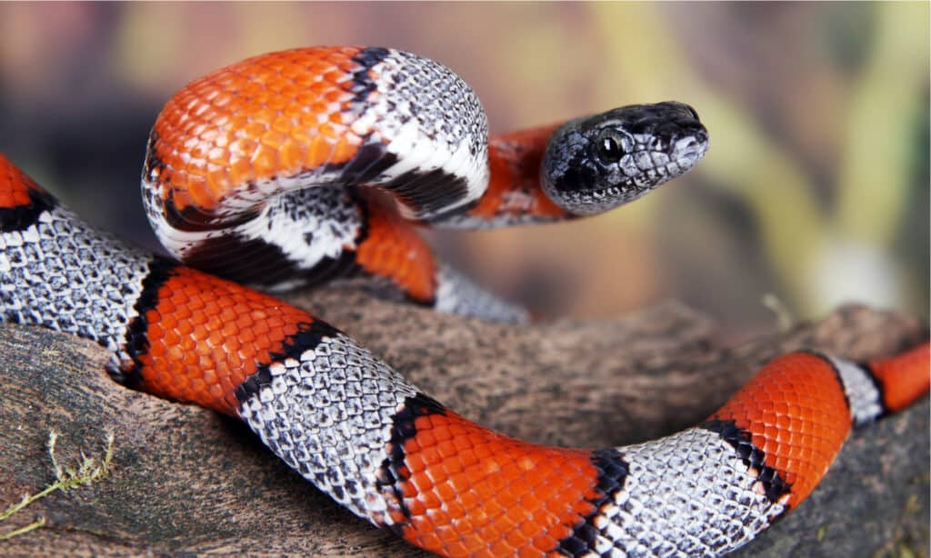 Anilius Scytale Pipe Snakes (Anilius Scytale) For Sale - Underground  Reptiles