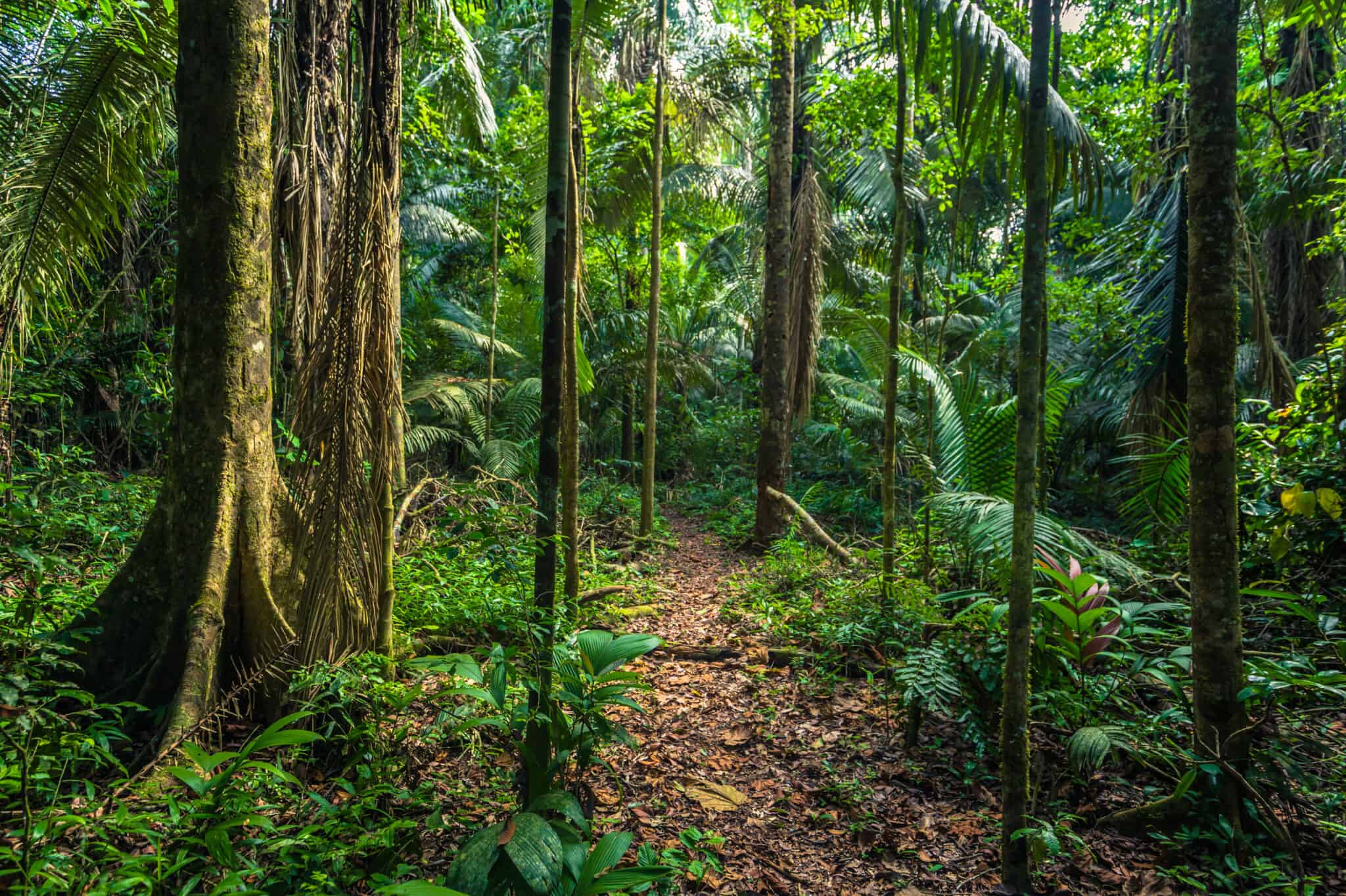 Амазон самый большой тропический лес