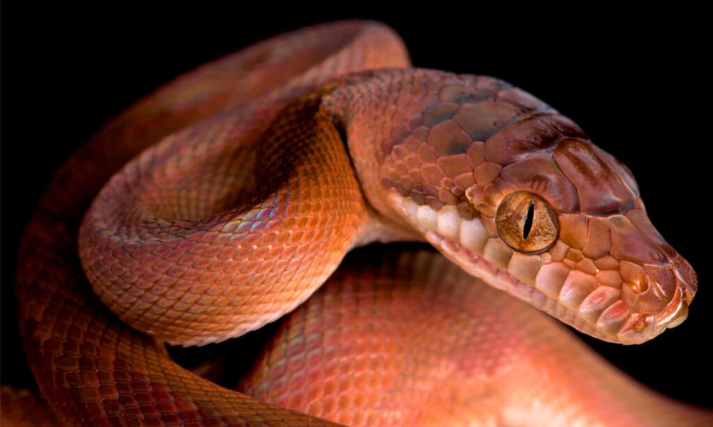 Amethystine python