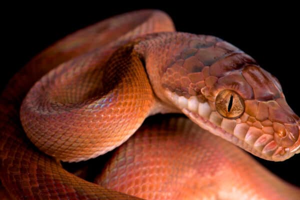 Amethystine pythons are prized for their size and beautiful colors. 