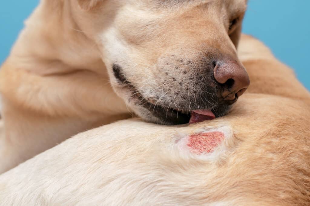 dog with atopic dermatitis