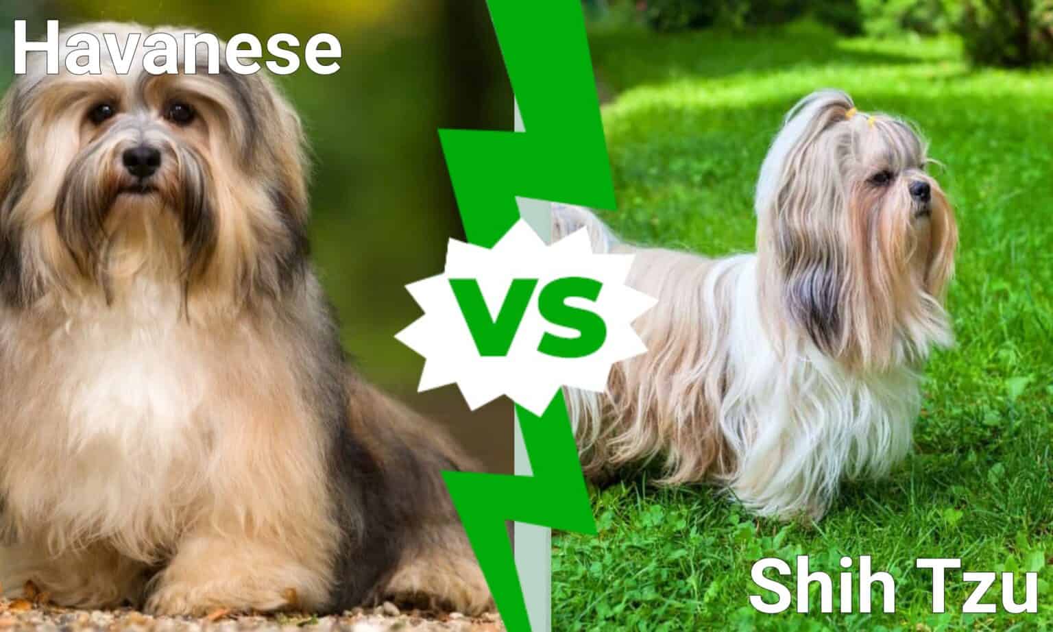 Havanese vs Shih Tzu: What’s the Difference? - A-Z Animals