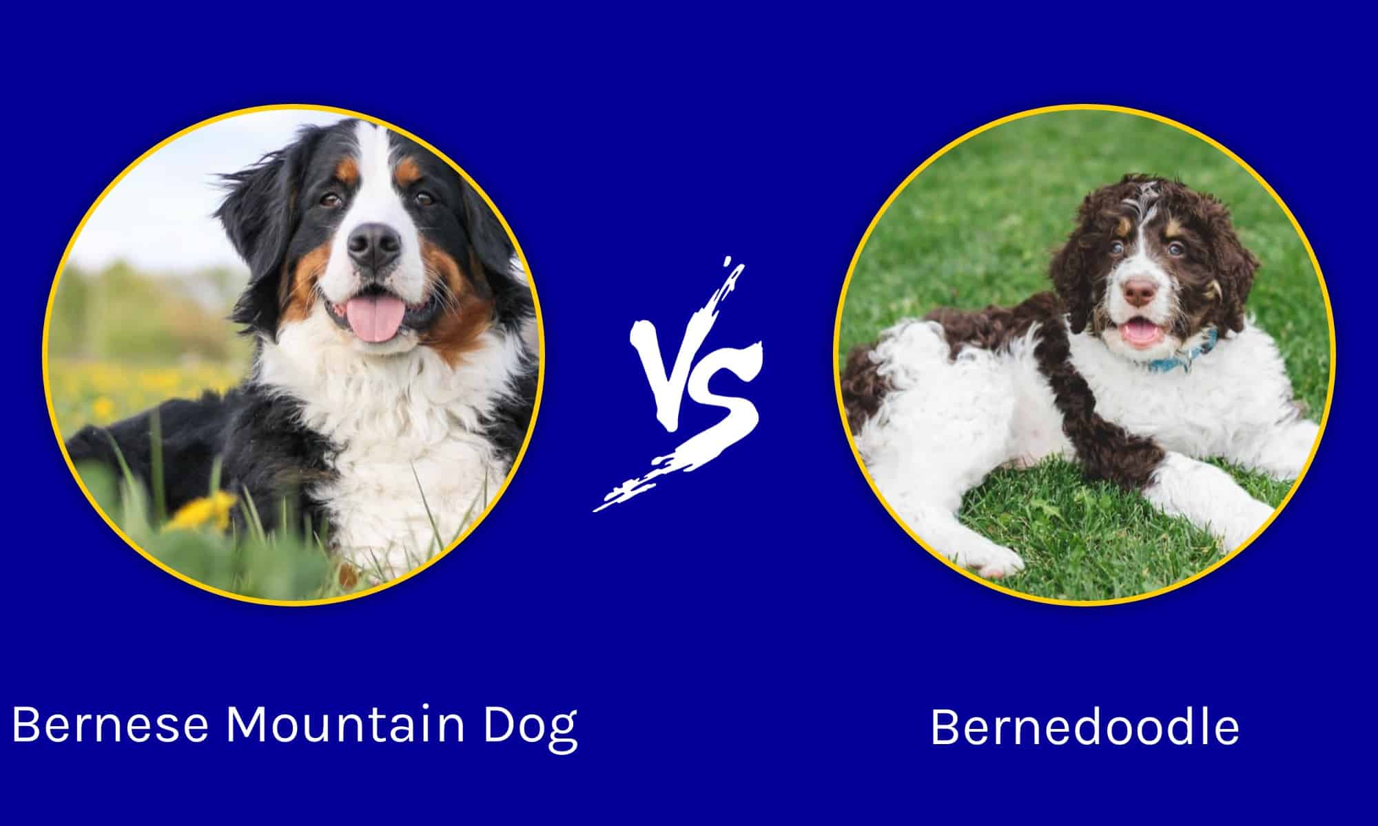 bernese-mountain-dog-vs-bernedoodle-what-s-the-difference-unianimal