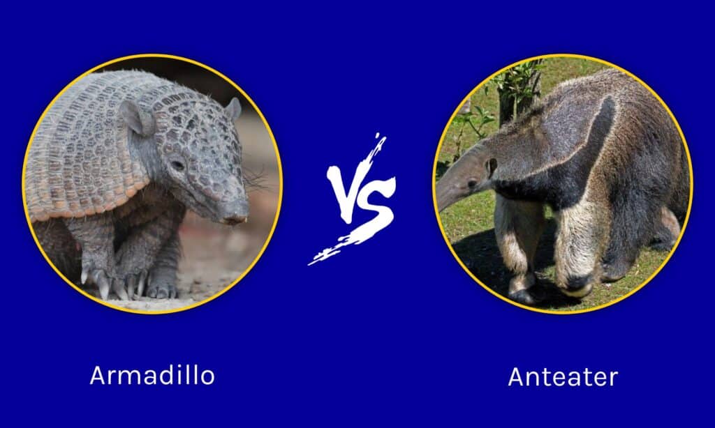 armored anteater