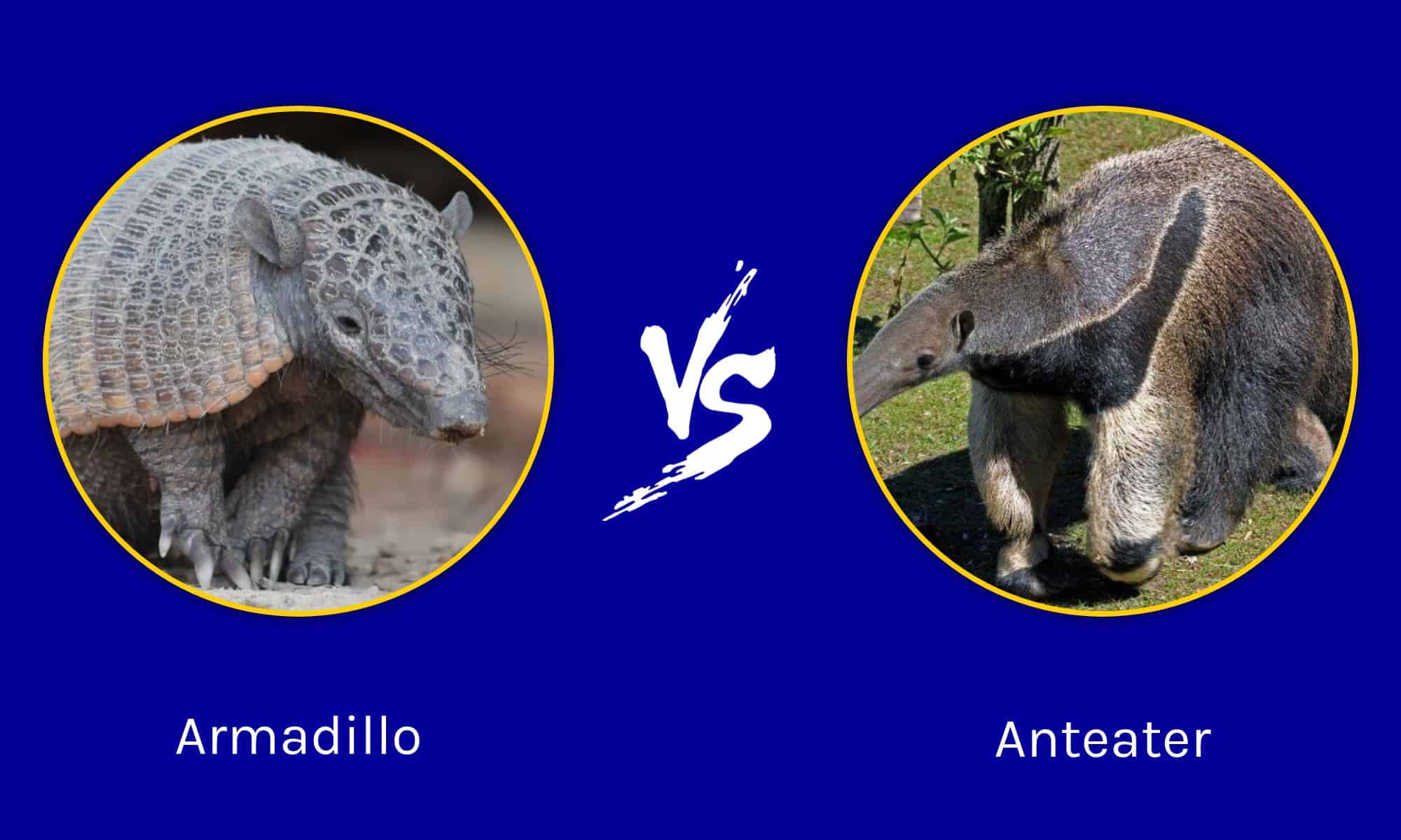 Armadillo vs Anteater: The Key Differences - A-Z Animals