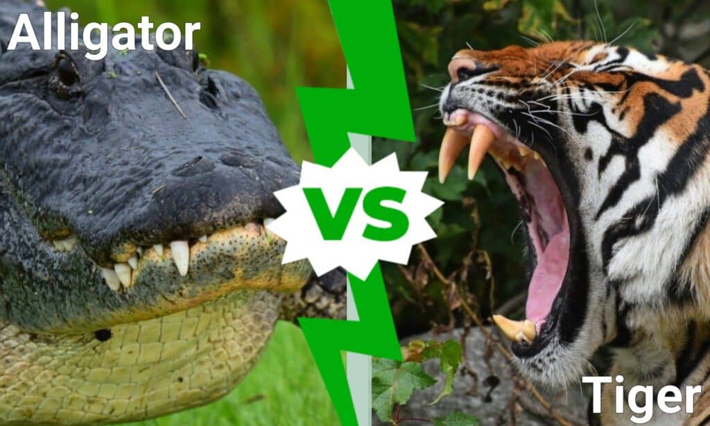 crocodile vs tiger