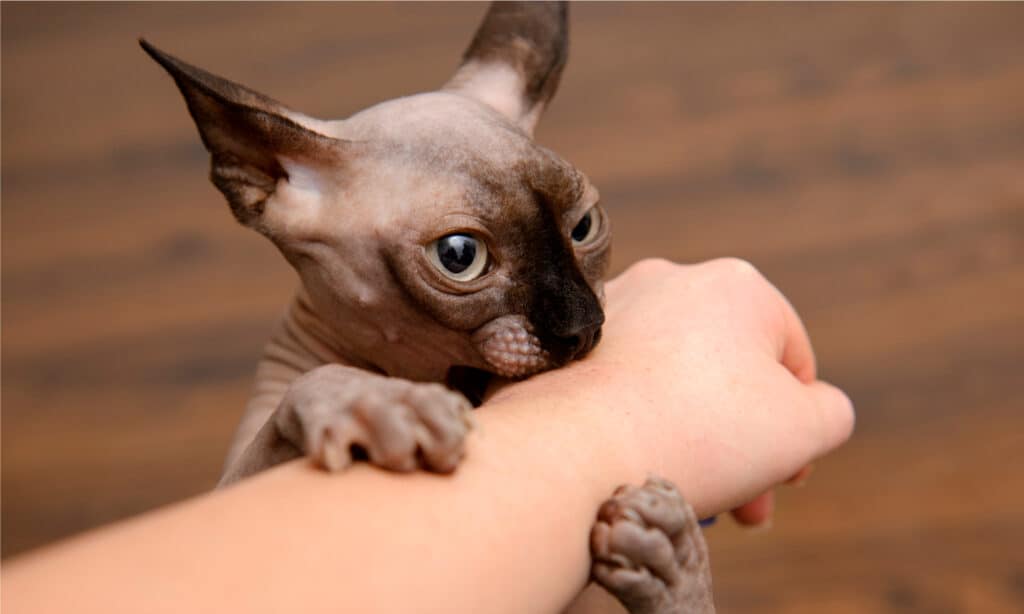 A Sphynx cat giving his owner's arm a love bite