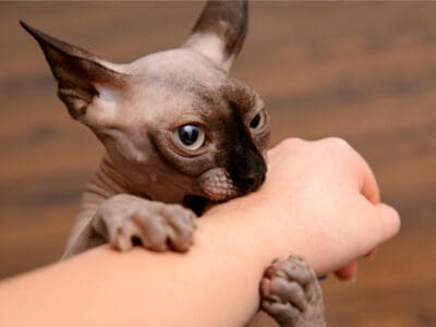 A Sphynx Quiz: Test Your Cat Breed Knowledge!