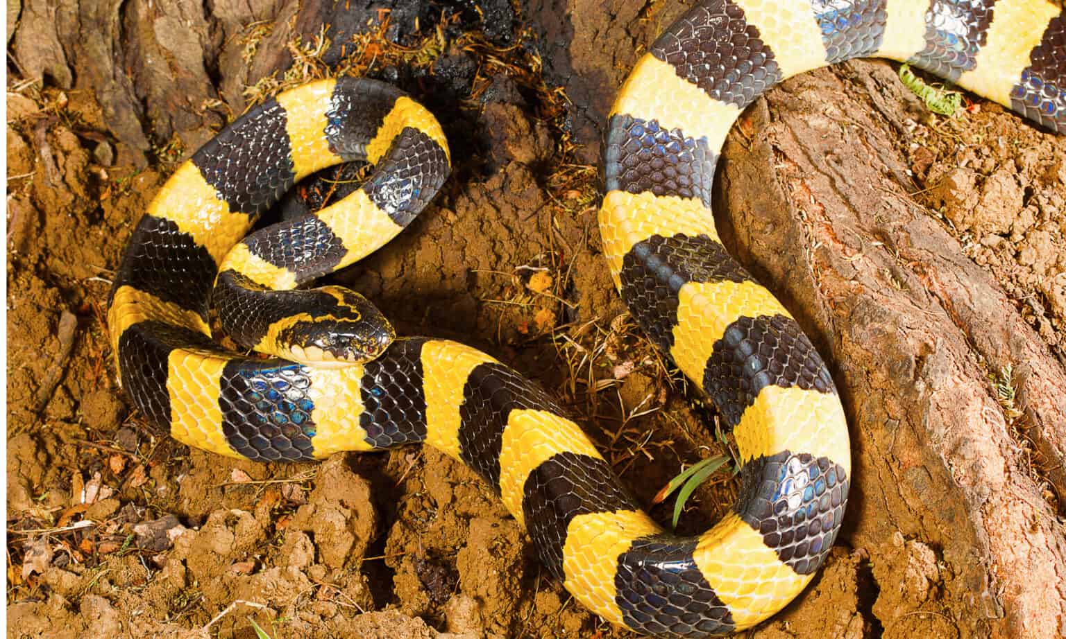 Banded Krait Animal Facts | Bungarus Fasciatus - AZ Animals