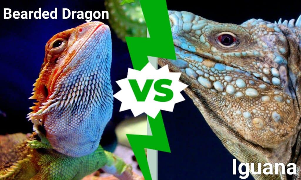 Bearded Dragon Vs Iguana