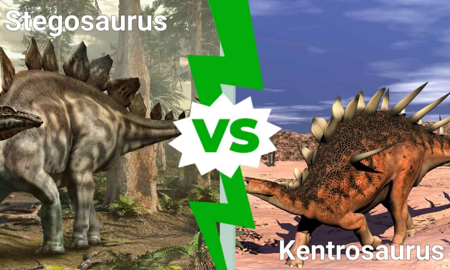 Stegosaurus Vs Kentrosaurus Who Would Win In A Fight A Z Animals