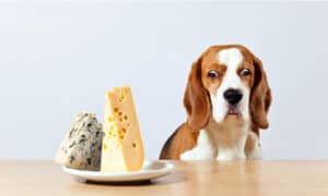 Can Dogs Eat Cheese? What Are the Risks? Picture