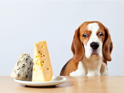 A Can Dogs Eat Cheese? What Are The Risks?