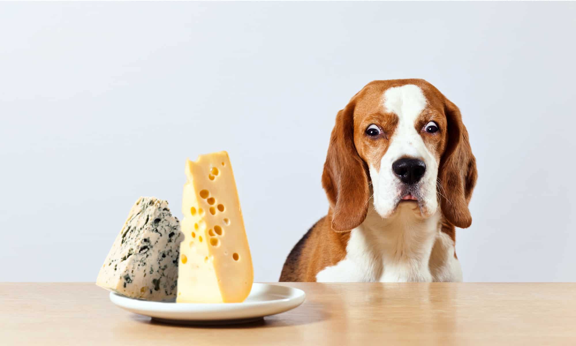 Beagle eying a plate of cheese