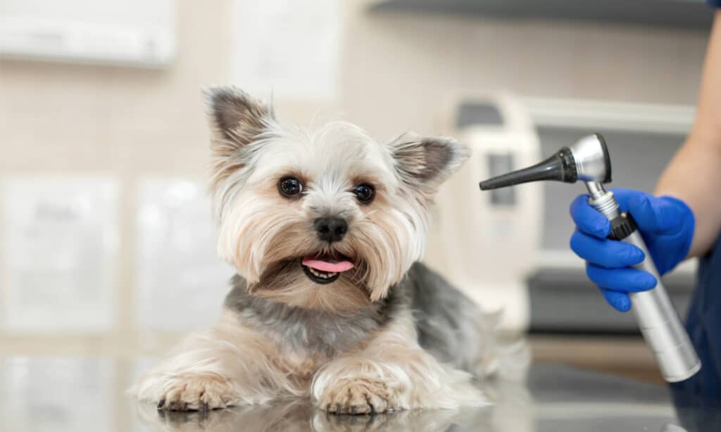 A Yorkie waits on an examination table for its ear exam