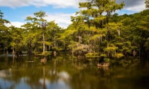 How Many Alligators Live in Caddo Lake in Texas? Picture