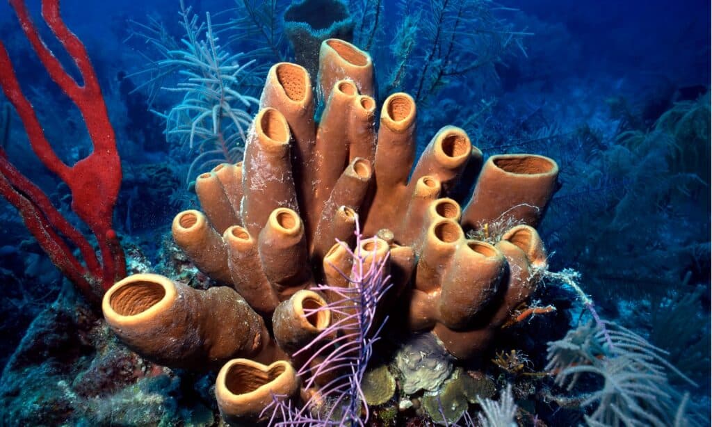 Belize Sponges Picture Id92252755 1024x614 