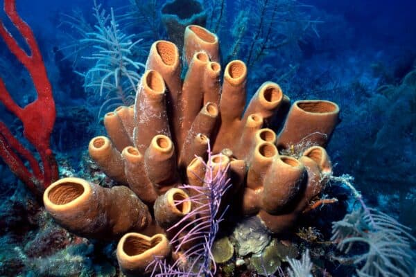 Colorful red finger sponge and brown tube sponges on Belize reef