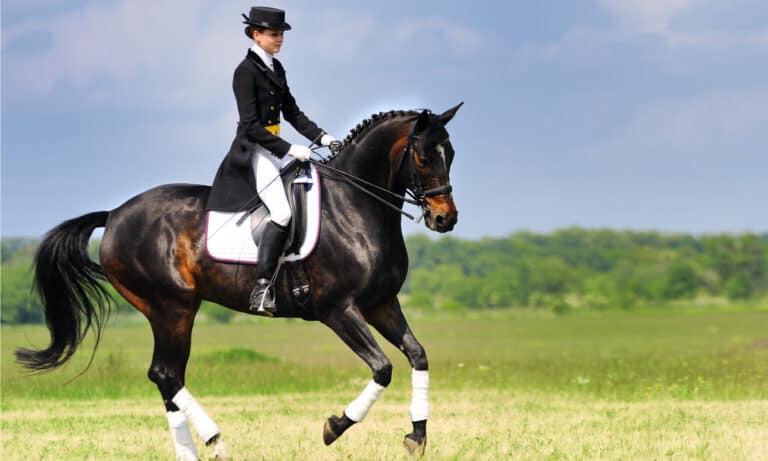 best horse saddles