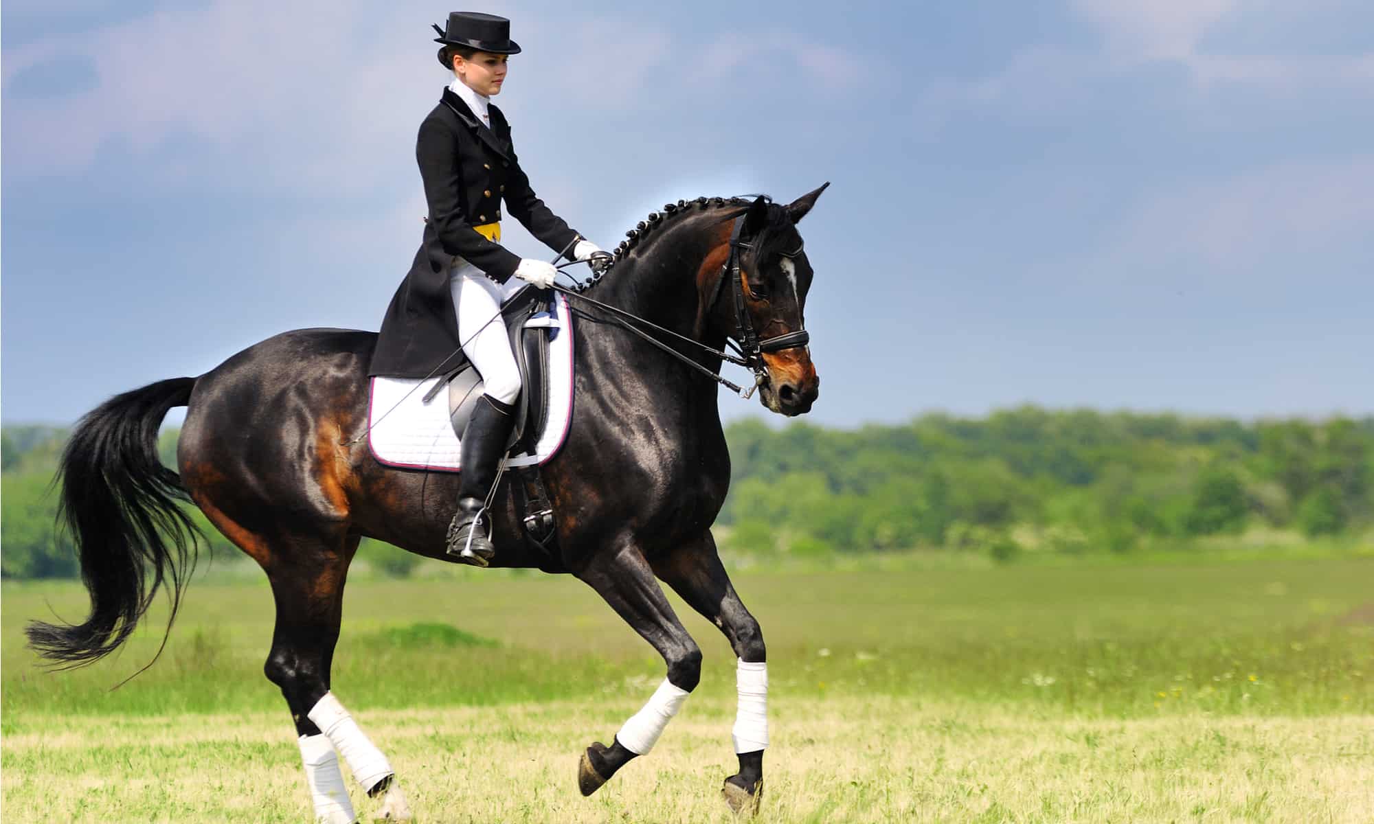 9 Best Dog Parks in Henderson Wiki Point