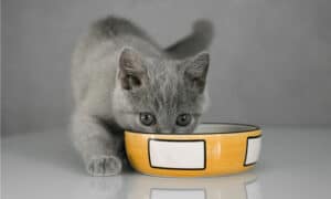 The Best Dry Food for Your Kitten – Reviewed Picture