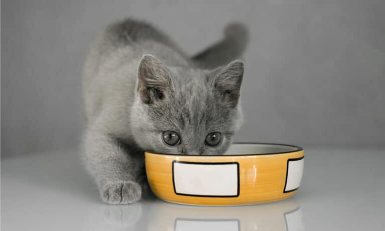 best kitten dry food