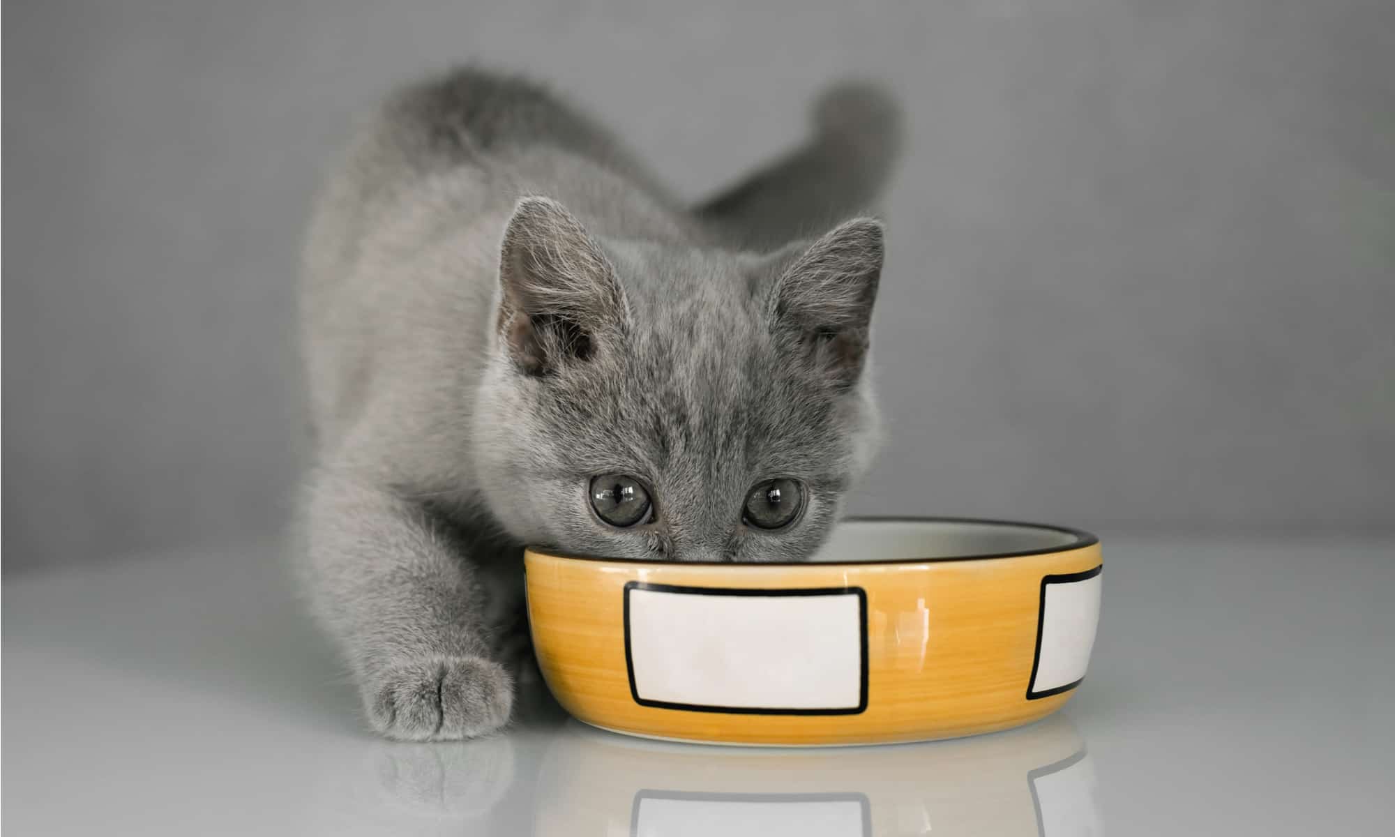 The Best Dry Food for Your Kitten - Reviewed