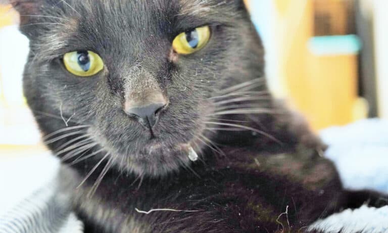 Head shot of a black cat drooling
