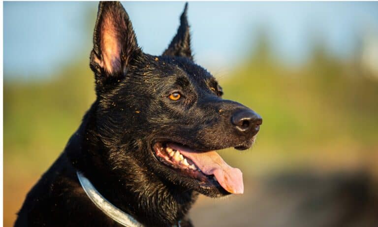dutch shepherd