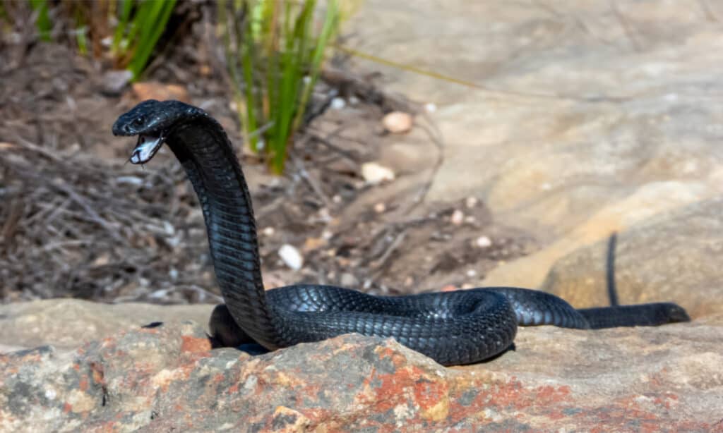 Cottonmouth vs Cobra: Comparing Two Venomous Snakes