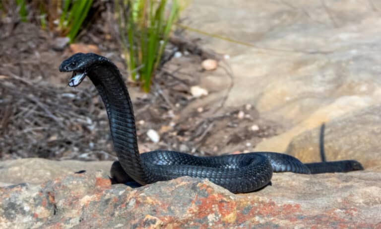 A black spitting cobra with its hood raised