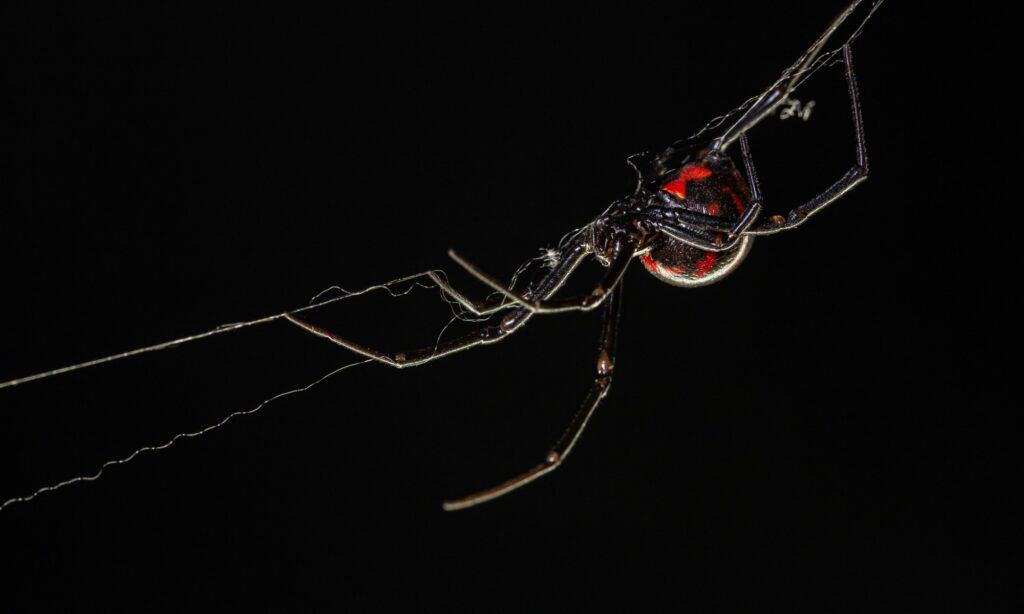 Black Widow on Black Background