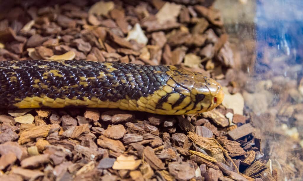 A head shot of a forest cobra slithering