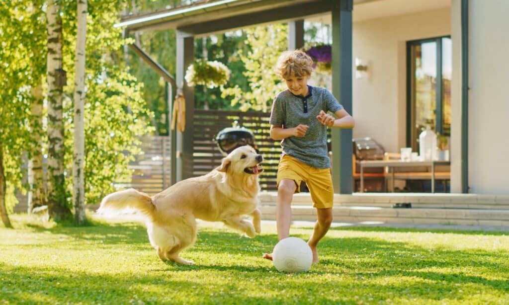 Labrador retrievers are good with children