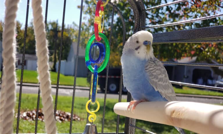 budgie cage