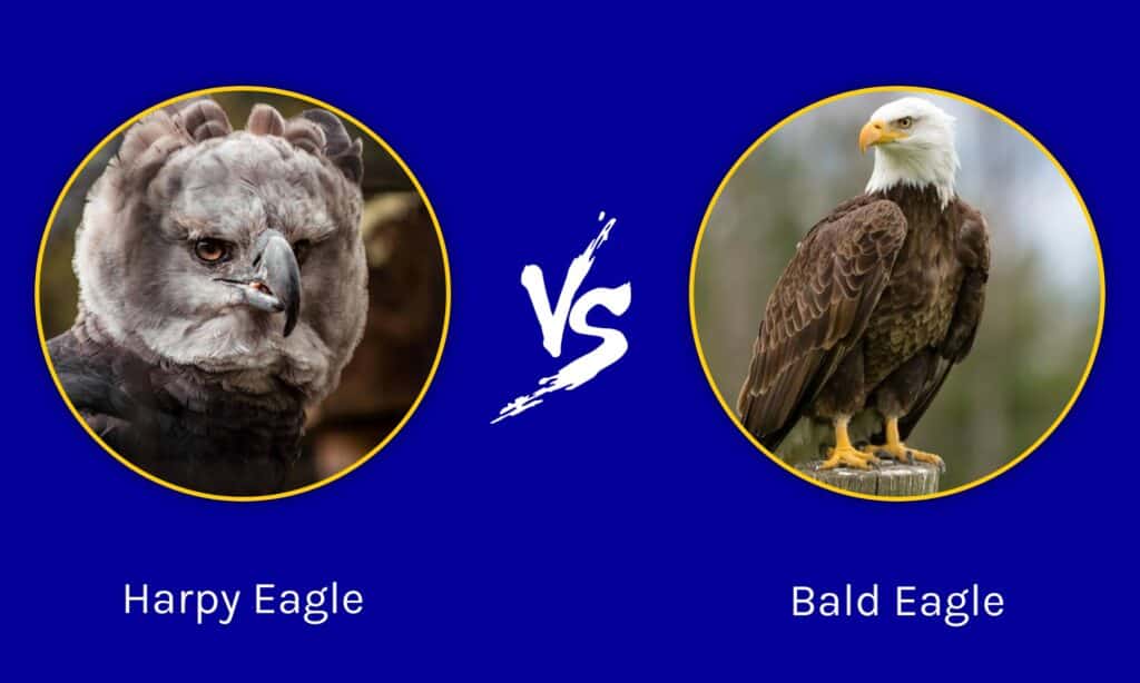 Harpy Eagle Vs. Bald Eagle: What Are 7 Key Differences? - A-Z Animals