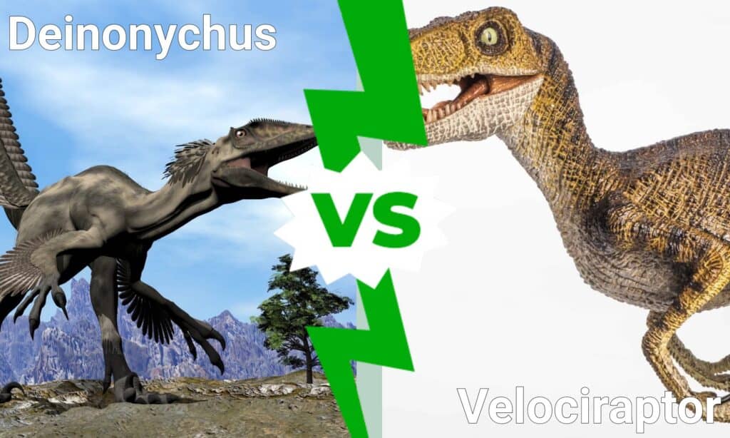 Deinonychus VS Raptor