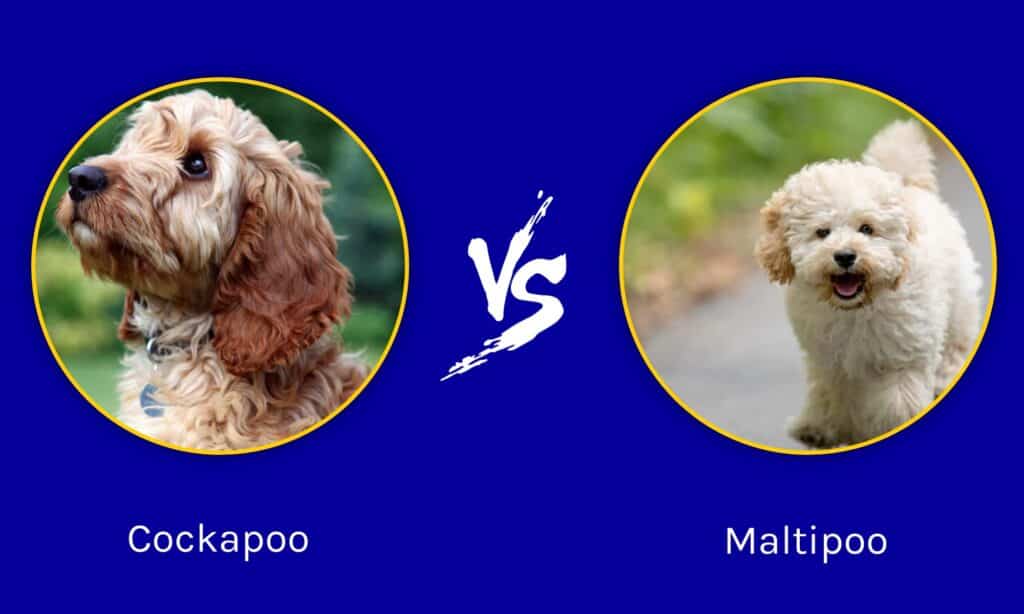 Cockapoo vs Maltipoo