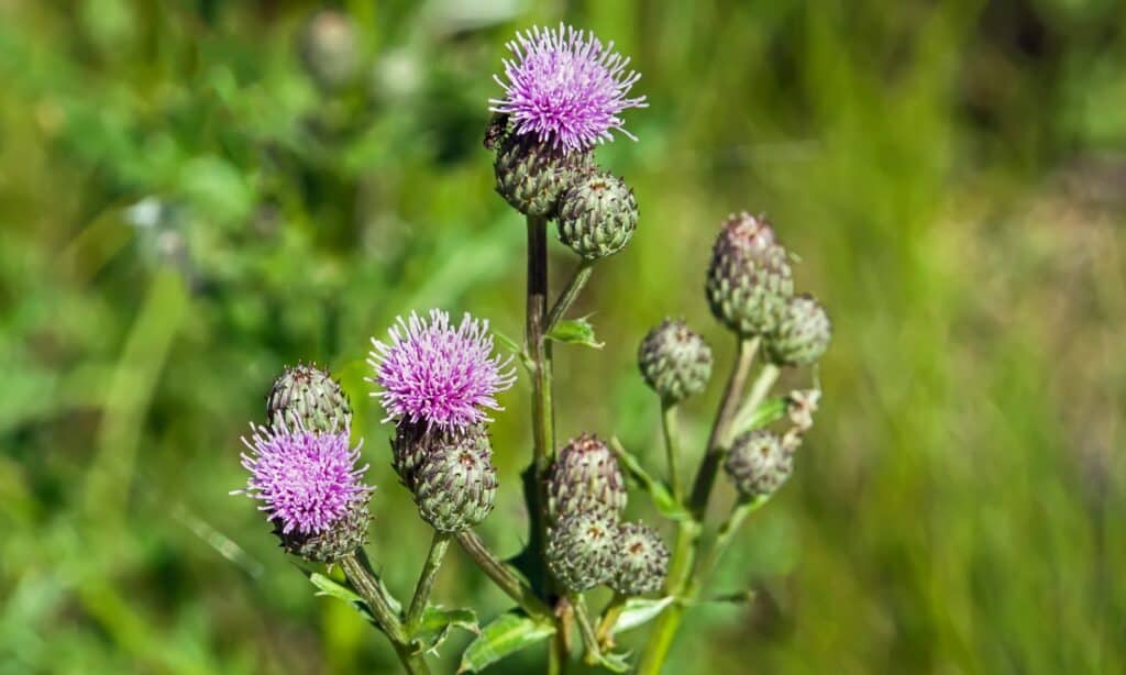 Canada thistle