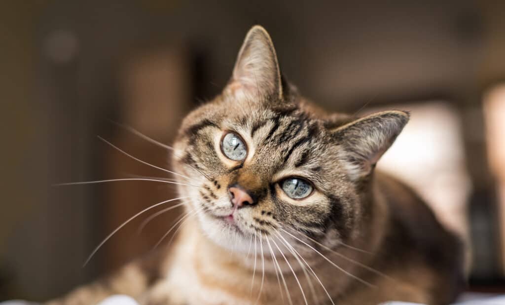 Oldest living cat in the world said to be 34 year old cat in