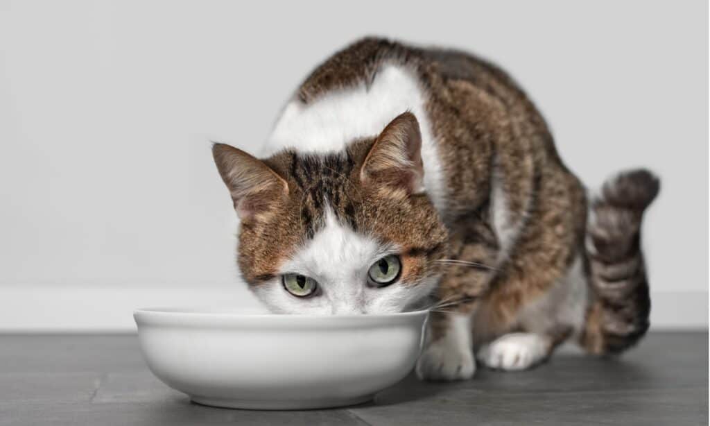 cat food bowls