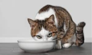 The Best Cat Food Bowls Picture