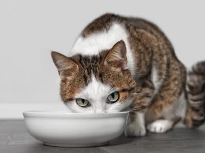 A Can Cats Drink Oat Milk Safely?
