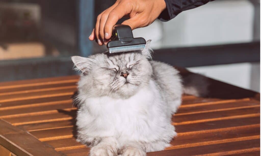 cat grooming tools
