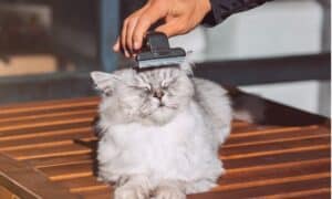 The Top Cat Grooming Tools That Actually Work Picture
